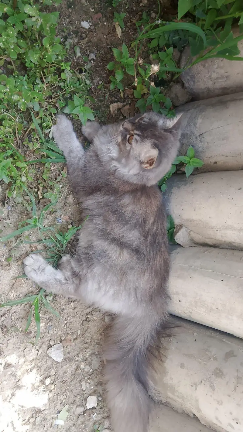 triple coated grey Persian cats male female pair fully vaccinated — photo 5