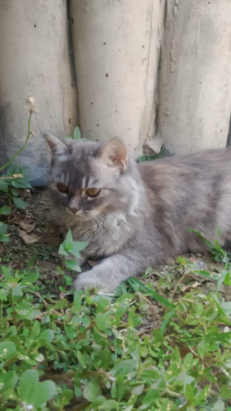 triple coated grey Persian cats male female pair fully vaccinated — photo 6