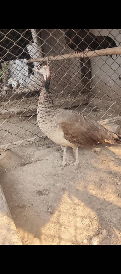 purple neck peacock feamal