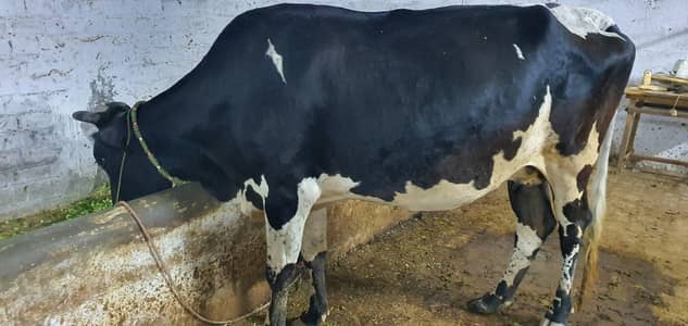 Velati cow