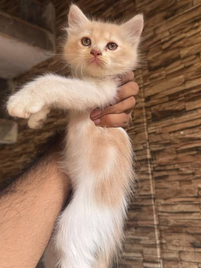 PERSIAN KITTEN YELLOW EYES BEAUTIFUL FACE PUNCH TRIPLE COATED