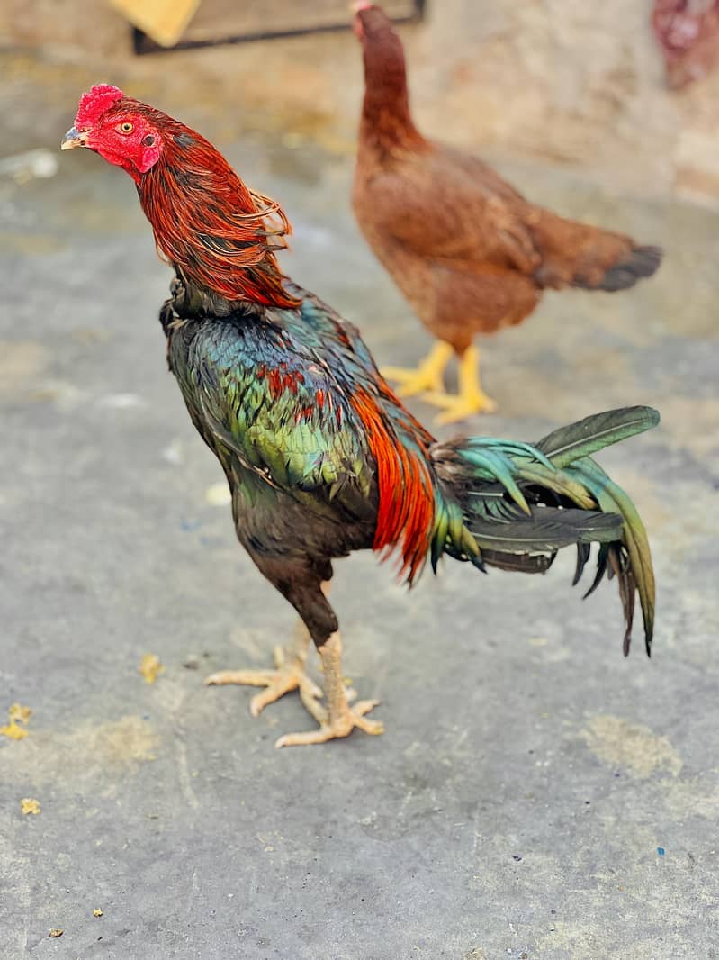 Pakoy | Thai | Rooster 2