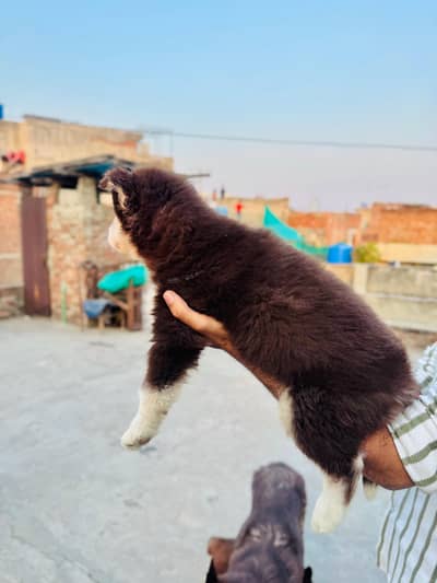 Siberian husky