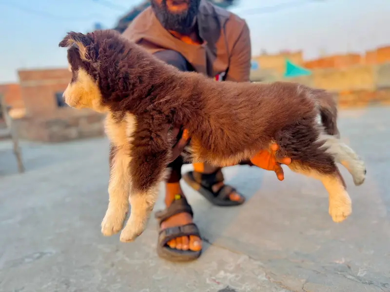 Siberian husky — photo 2