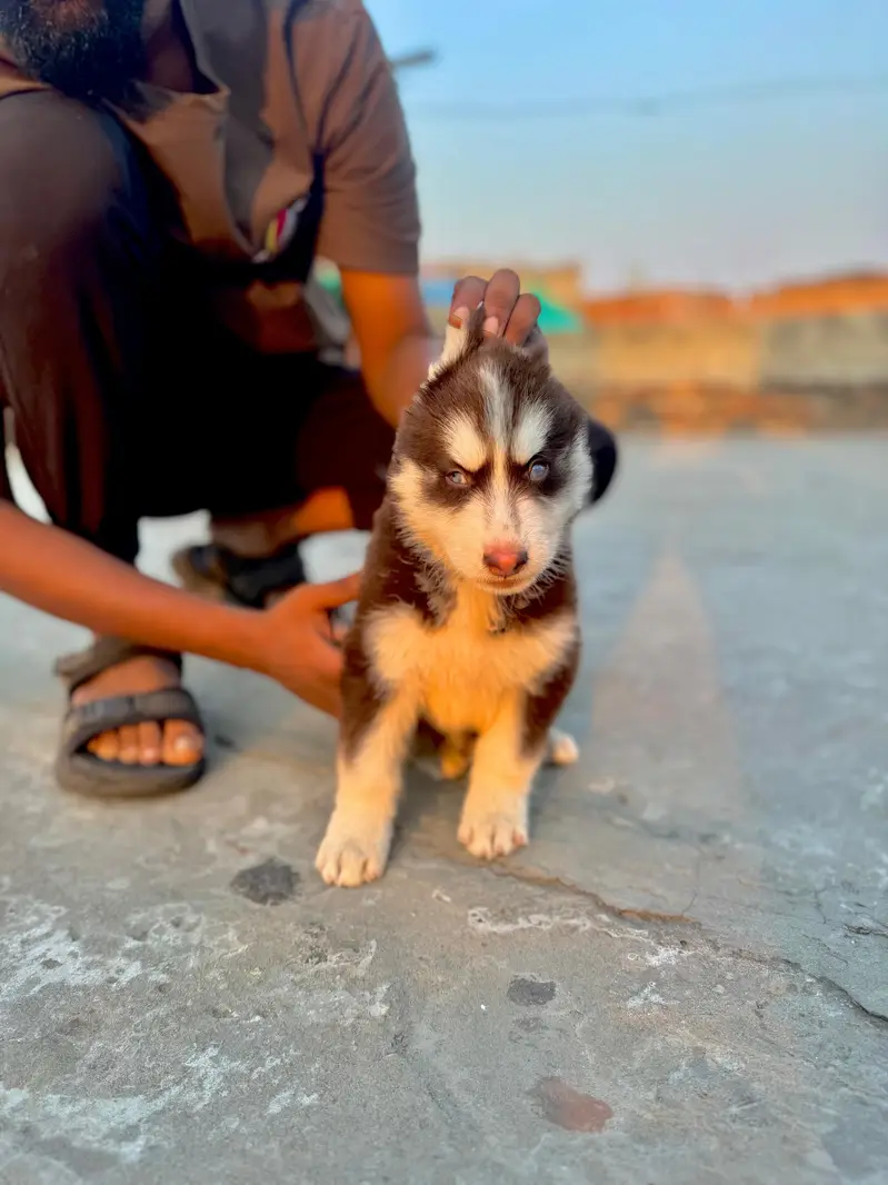Siberian husky — photo 3