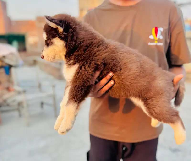 Siberian husky — photo 4