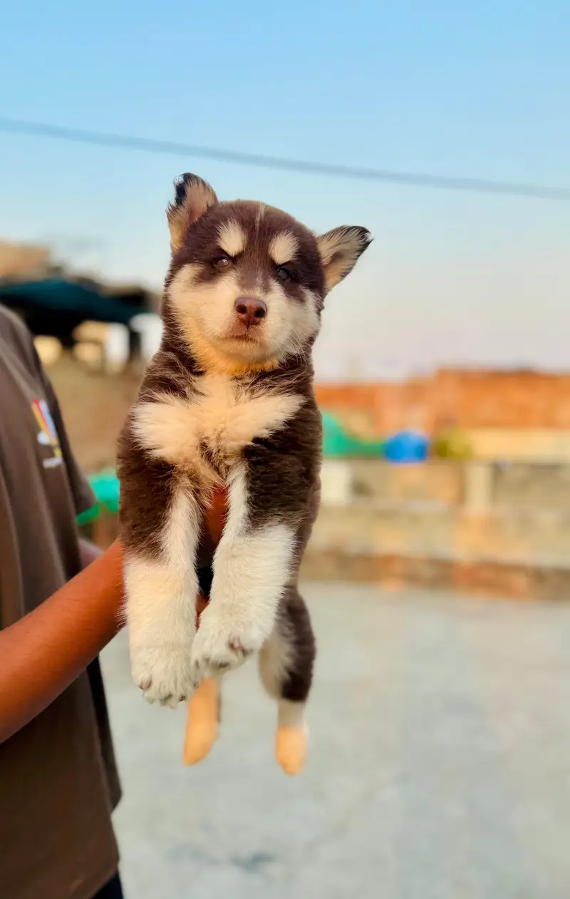 Siberian husky — photo 5
