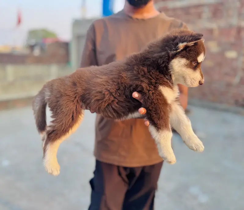 Siberian husky — photo 7