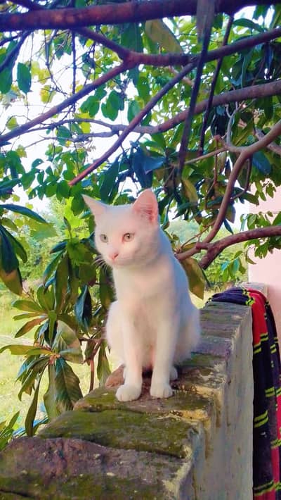 beautiful white cat
