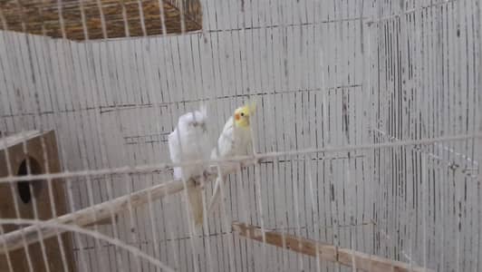 cocktail breader pair