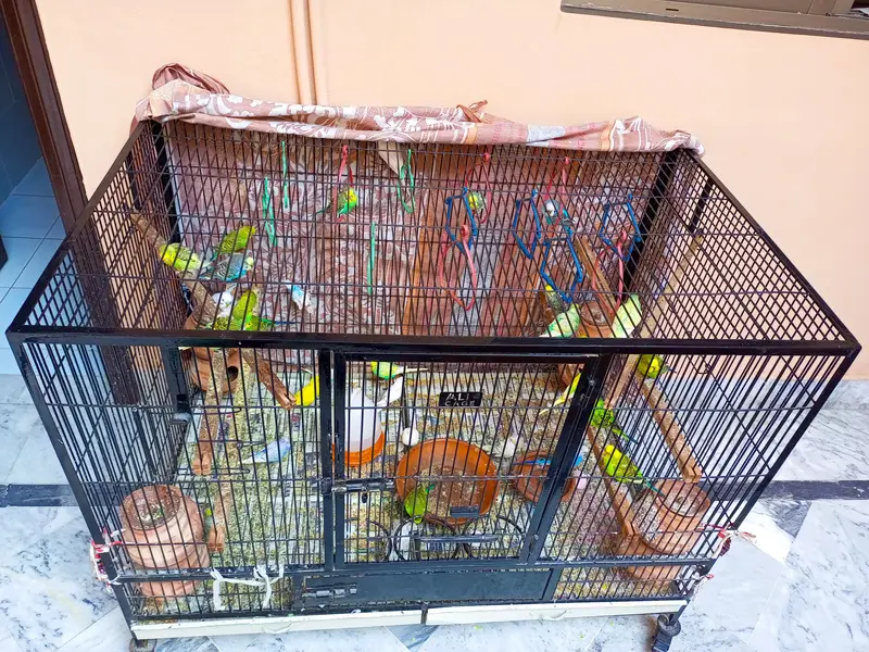 Ali Cage — photo 2