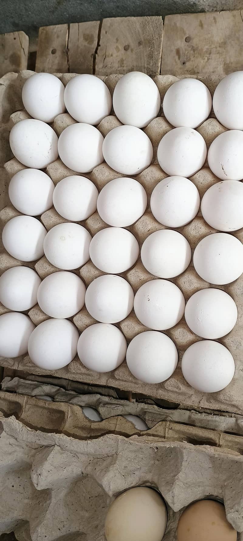 white egg 1