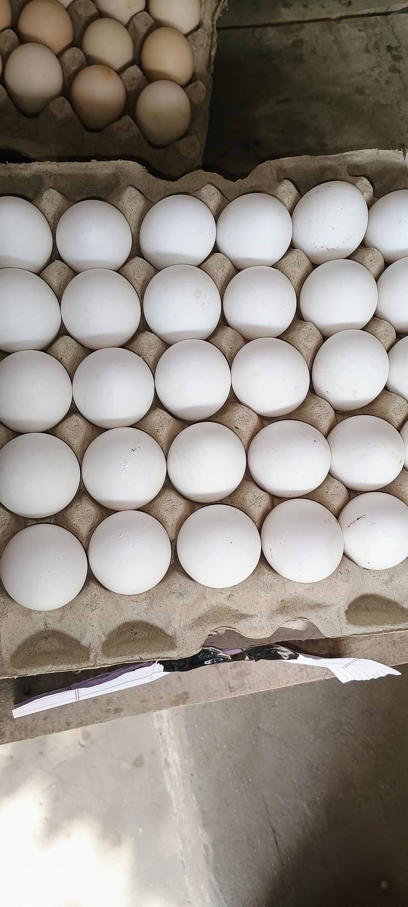 white egg 2