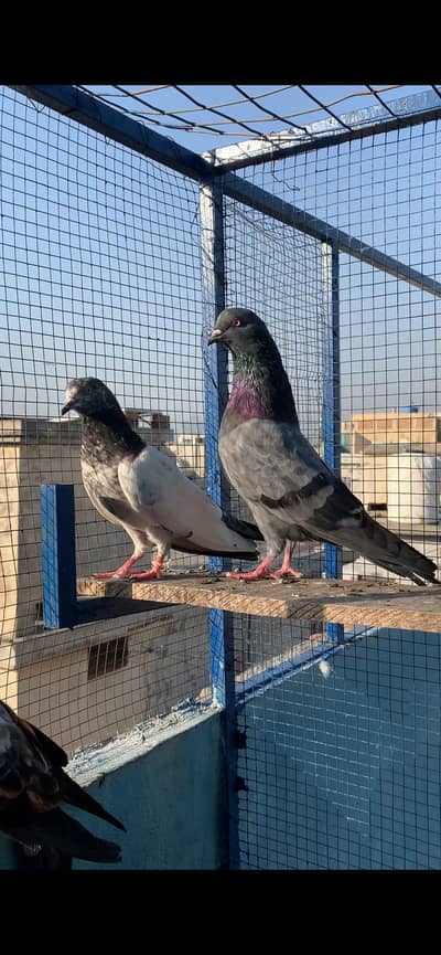 HightFlying pigeons (10 pcs )