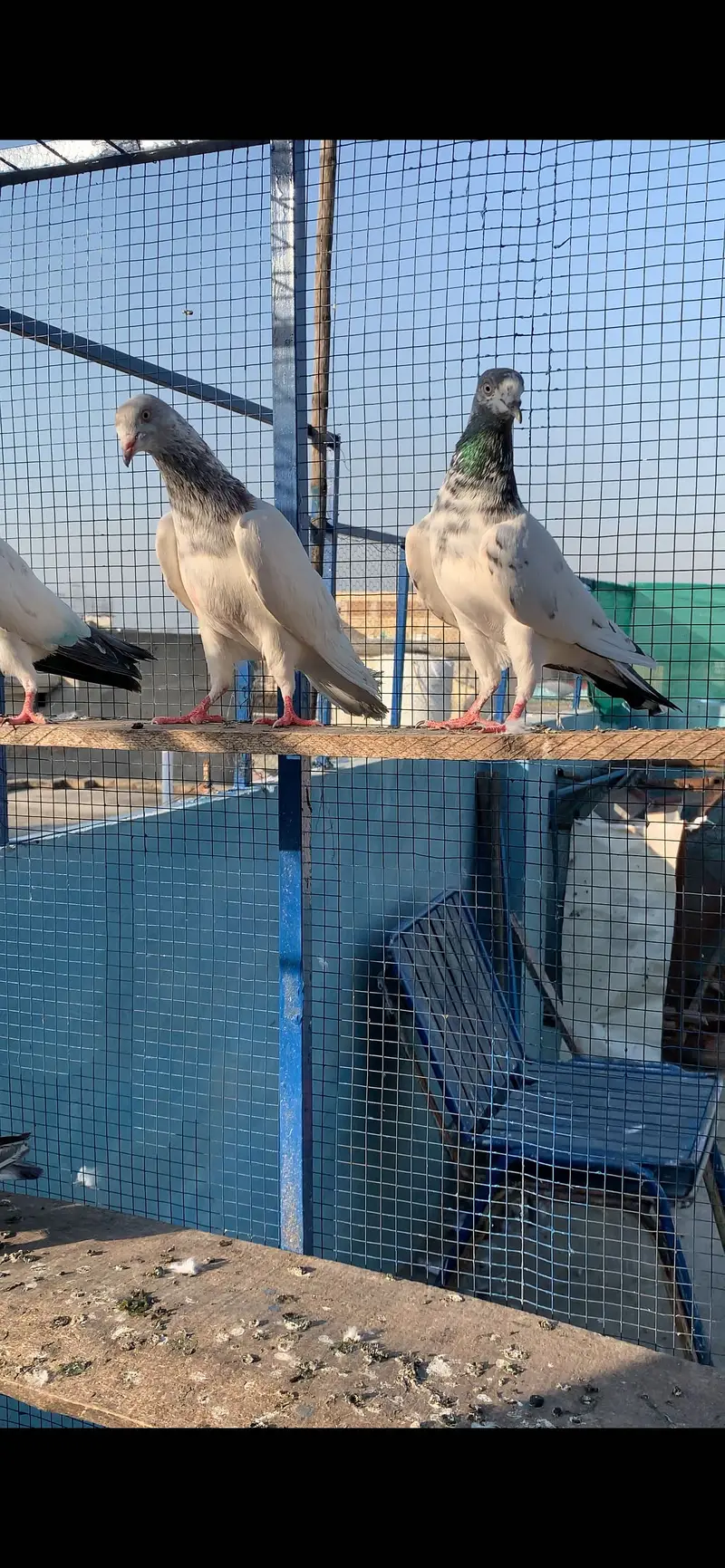 HightFlying pigeons (10 pcs ) — photo 2