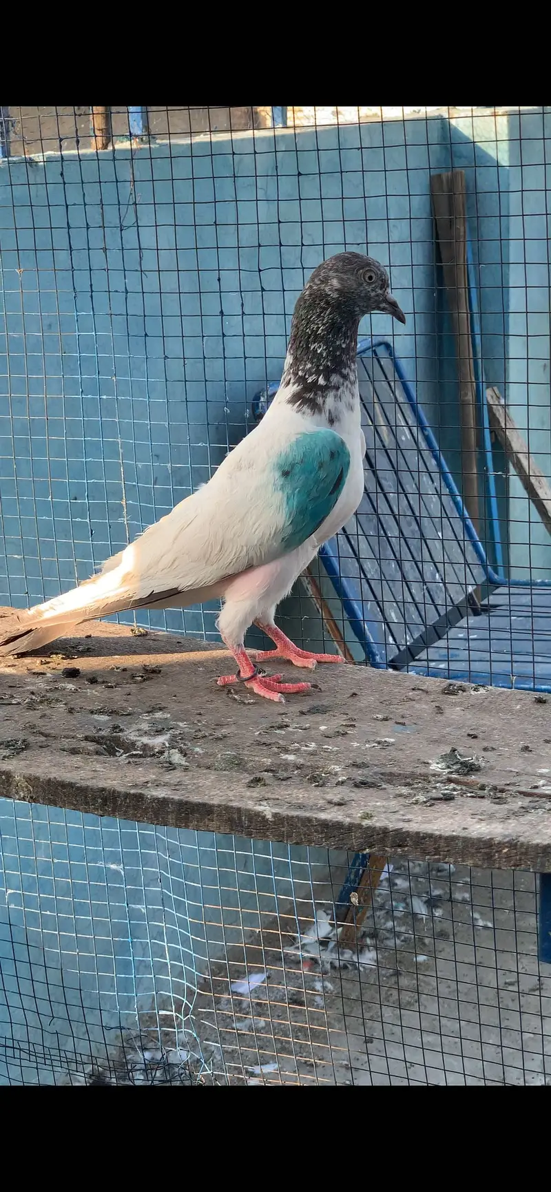 HightFlying pigeons (10 pcs ) — photo 3