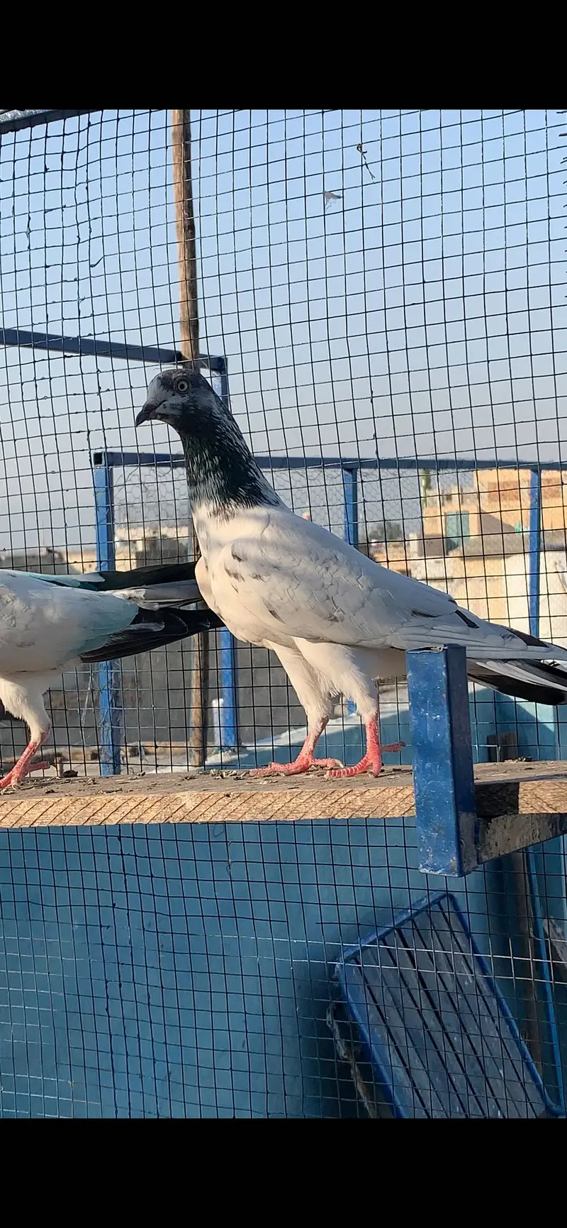 HightFlying pigeons (10 pcs ) — photo 4