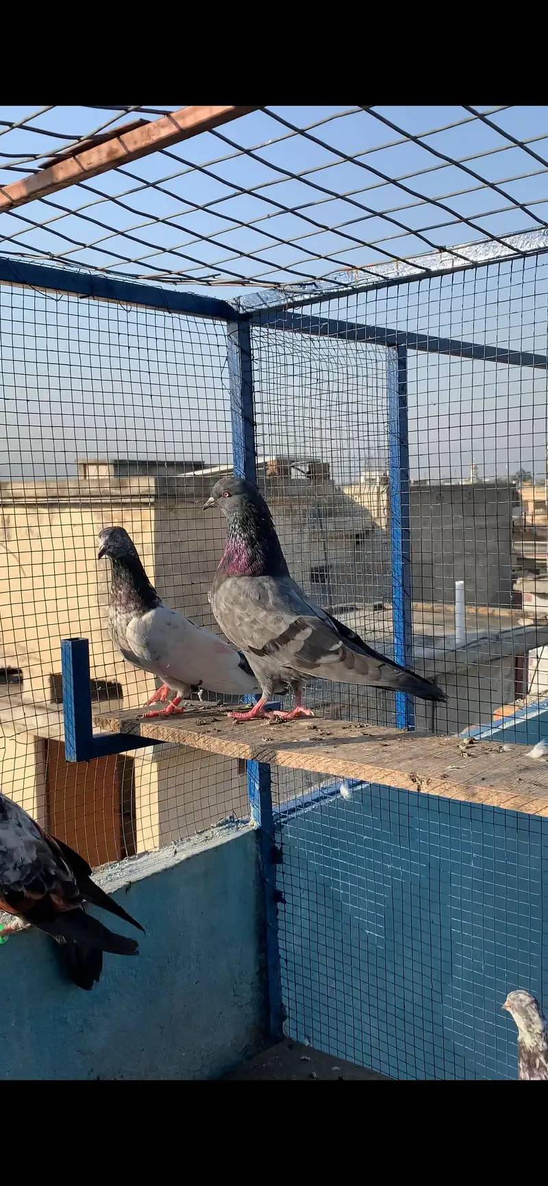HightFlying pigeons (10 pcs ) — photo 5