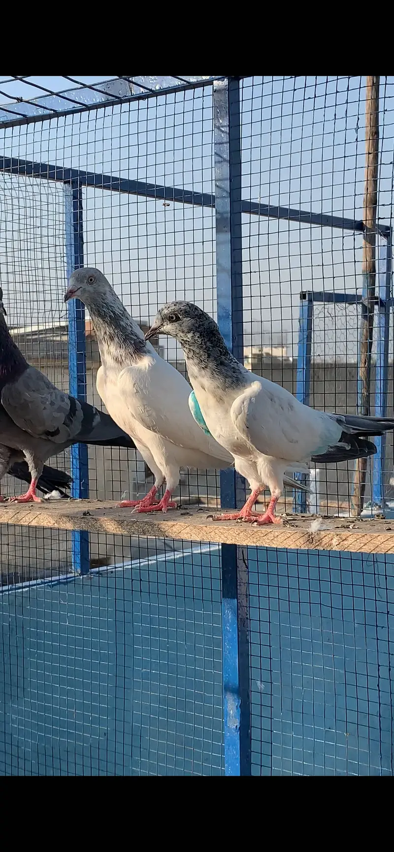 HightFlying pigeons (10 pcs ) — photo 6