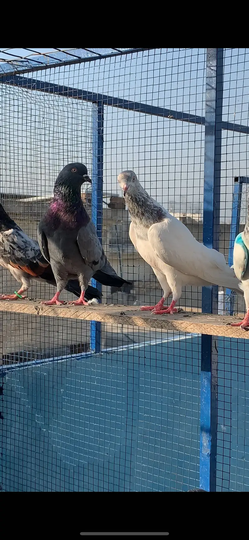 HightFlying pigeons (10 pcs ) — photo 7
