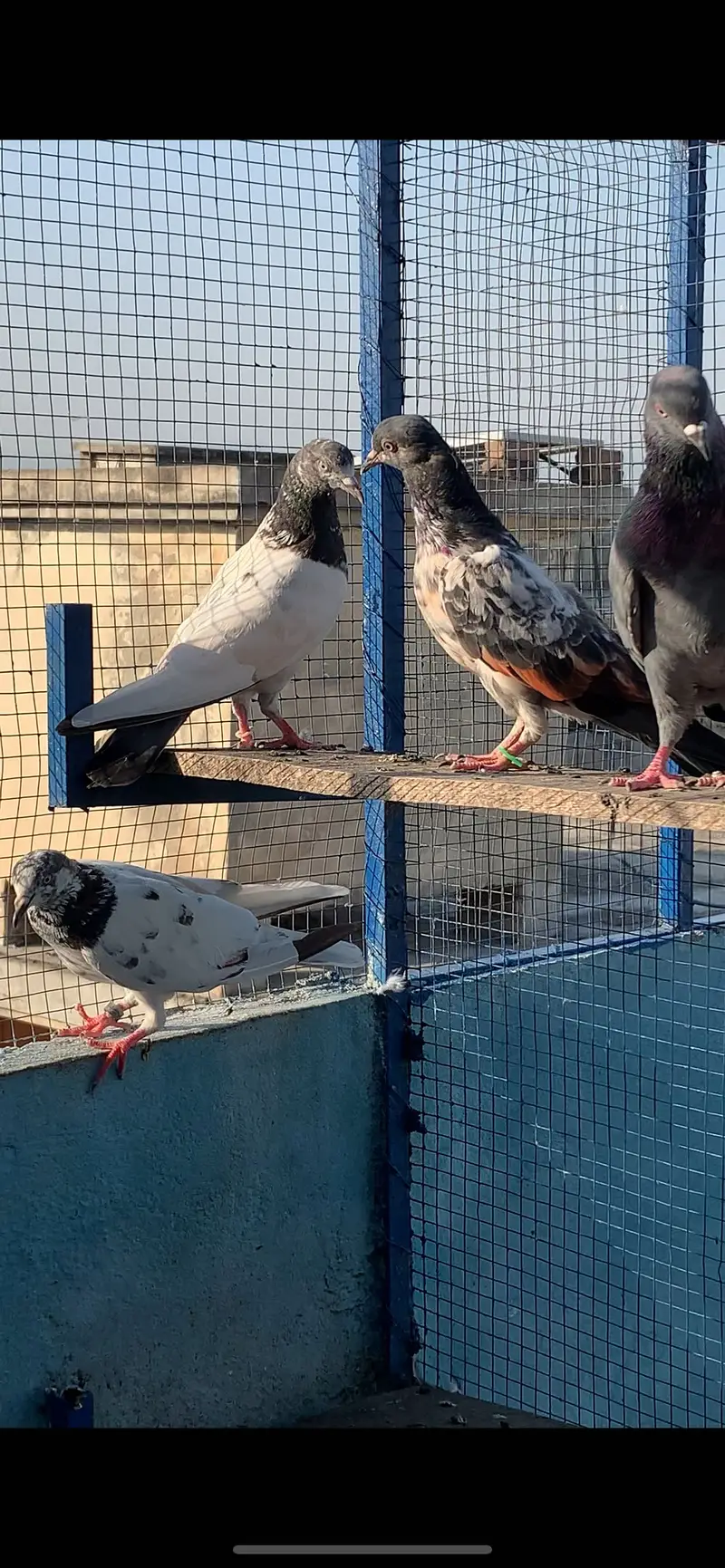 HightFlying pigeons (10 pcs ) — photo 8