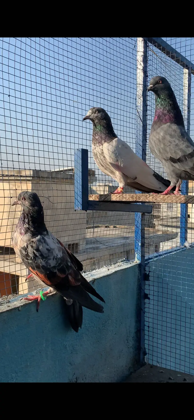 HightFlying pigeons (10 pcs ) — photo 9