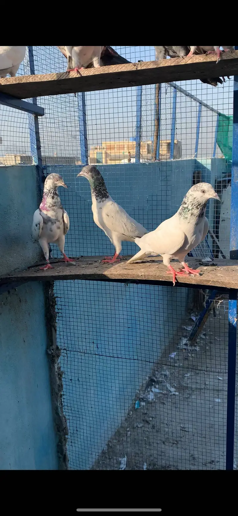 HightFlying pigeons (10 pcs ) — photo 10