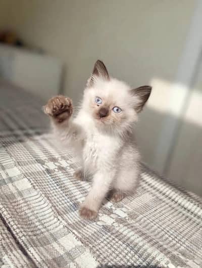 beauhtiful Himalayan Kitten