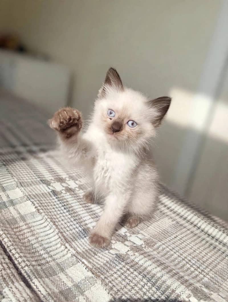 beaiutiful Himalayan Kitten 0
