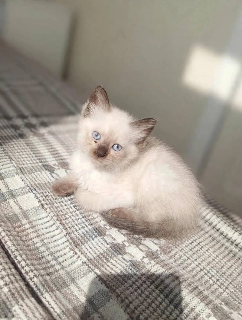 beaiutiful Himalayan Kitten 1