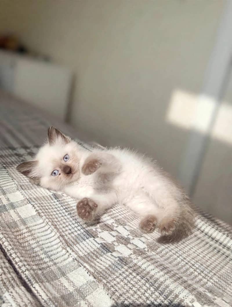 beaiutiful Himalayan Kitten 2