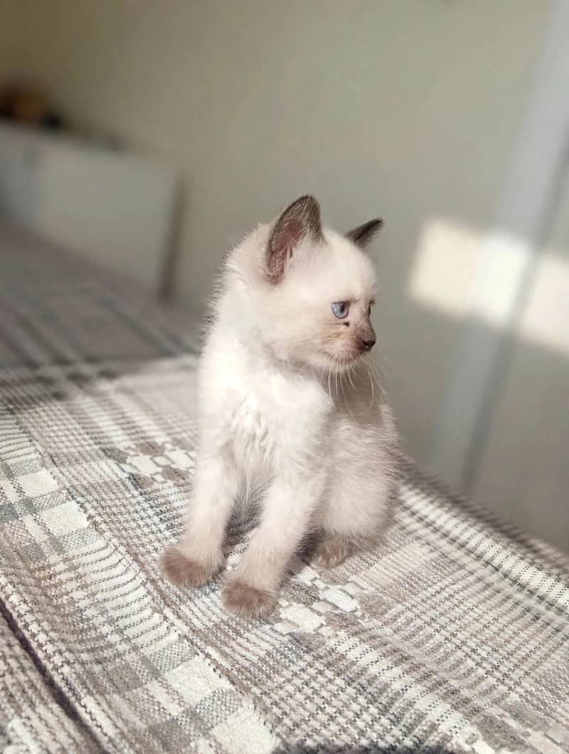 beaiutiful Himalayan Kitten 3