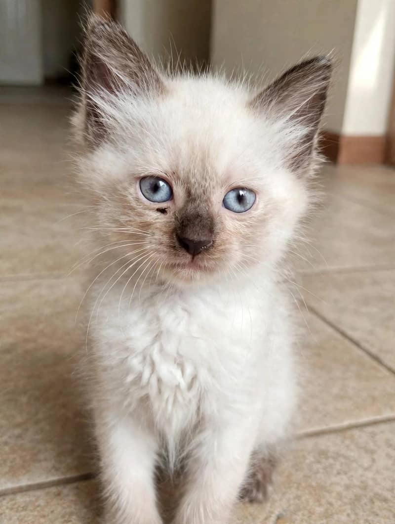 beaiutiful Himalayan Kitten 4