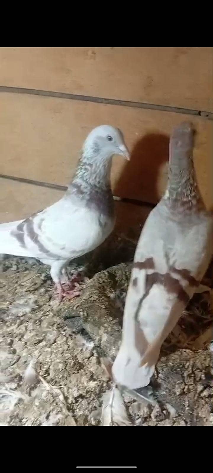 active pigeon 0