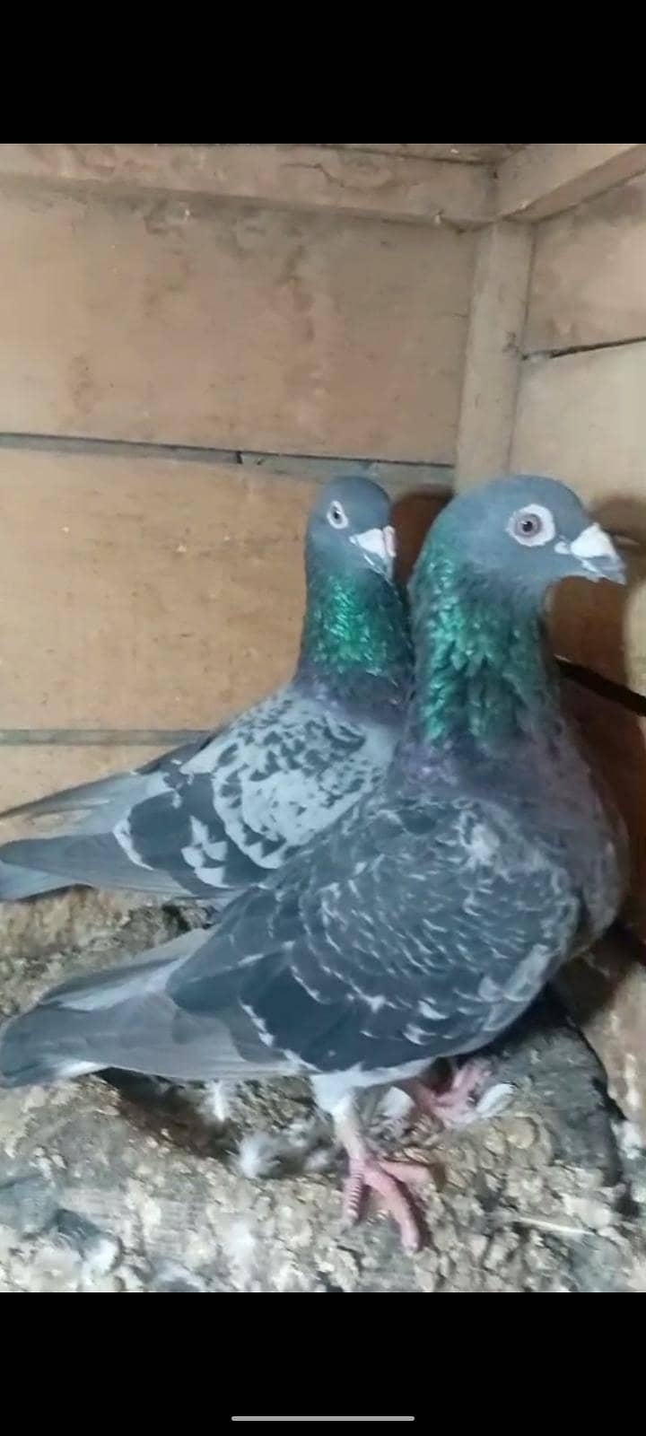 active pigeon 1