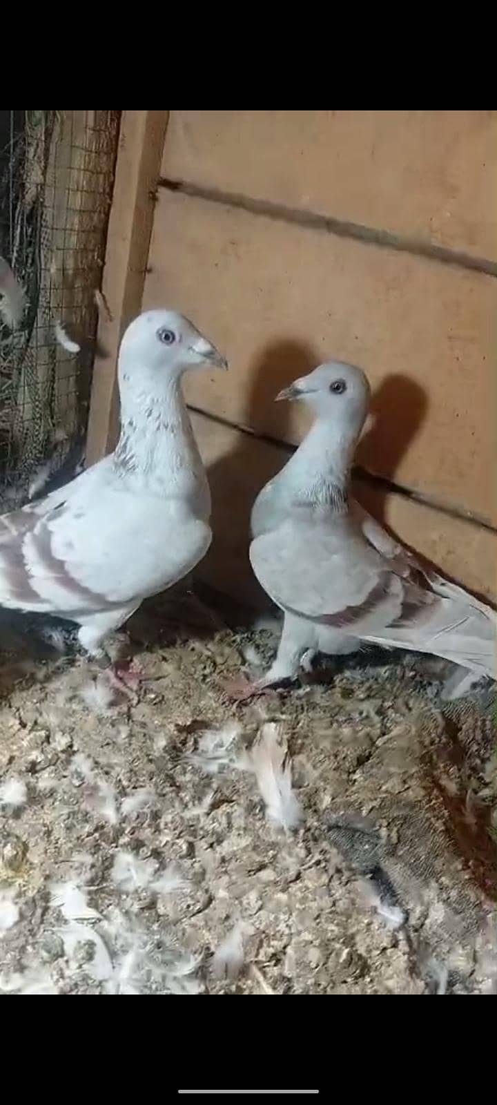 active pigeon 2