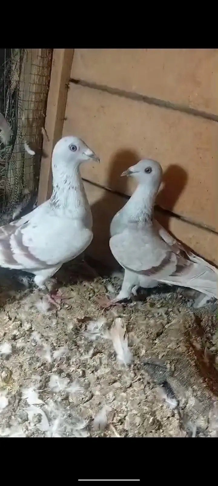 active pigeon — photo 3