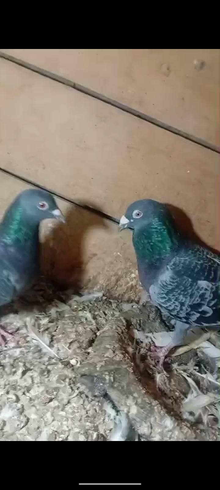 active pigeon 3