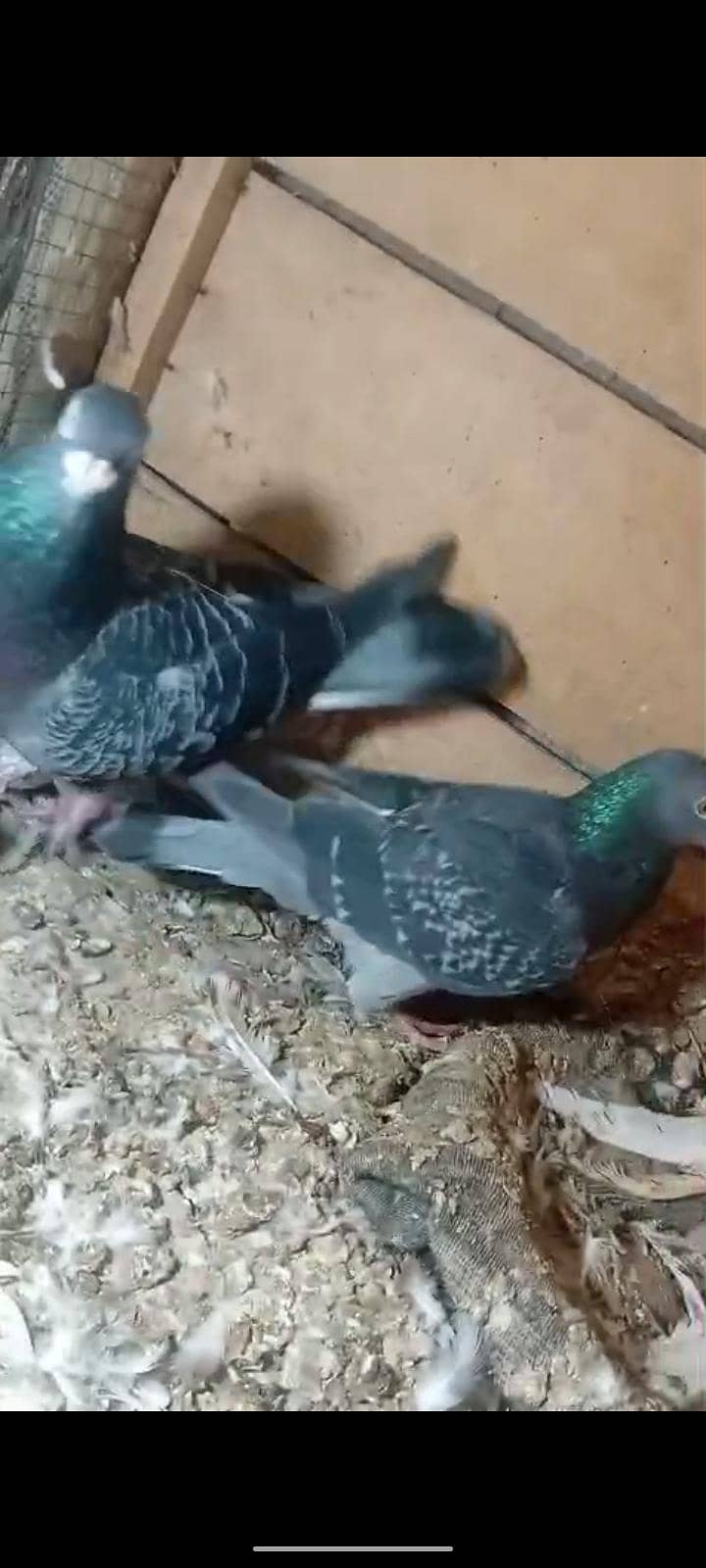 active pigeon 4