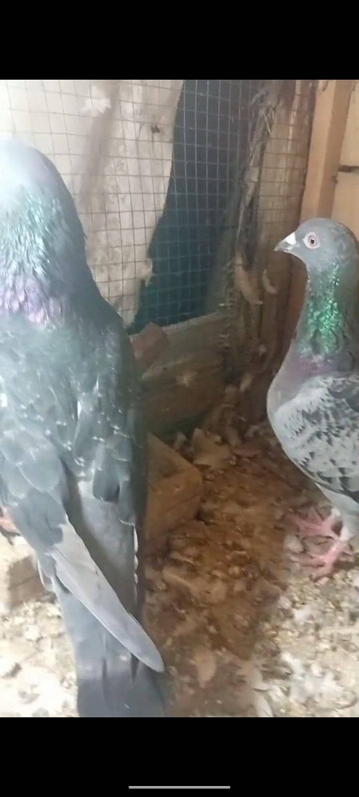 active pigeon 5