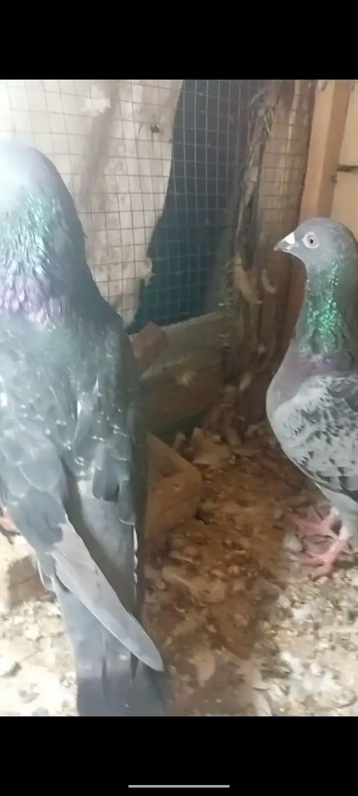 active pigeon — photo 6