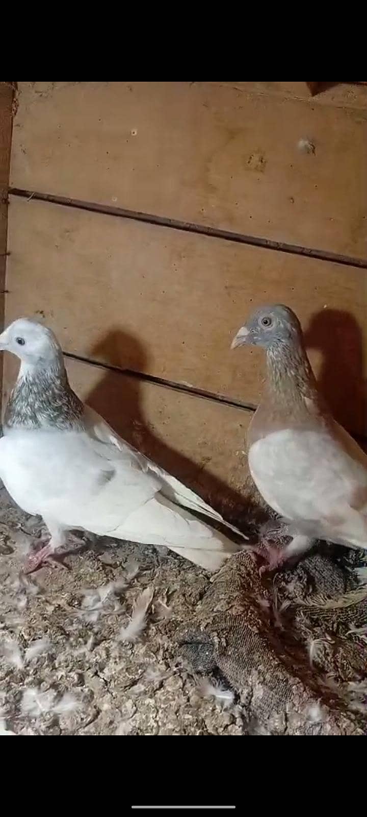 active pigeon 6