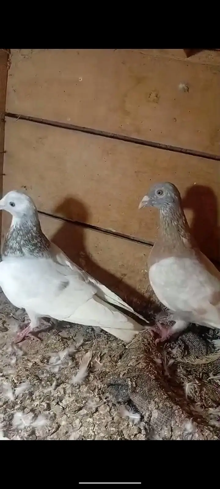 active pigeon — photo 7