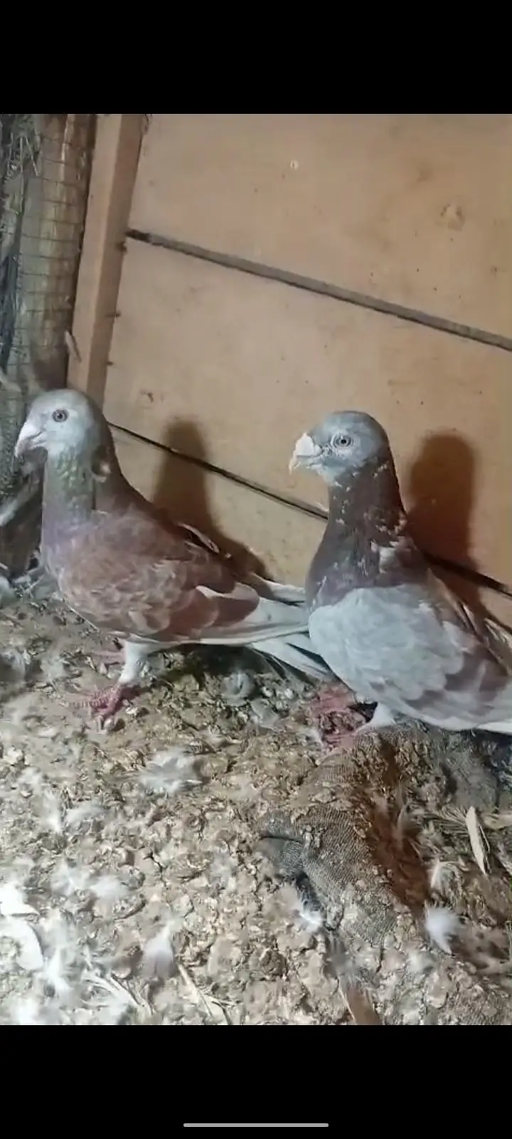 active pigeon — photo 8