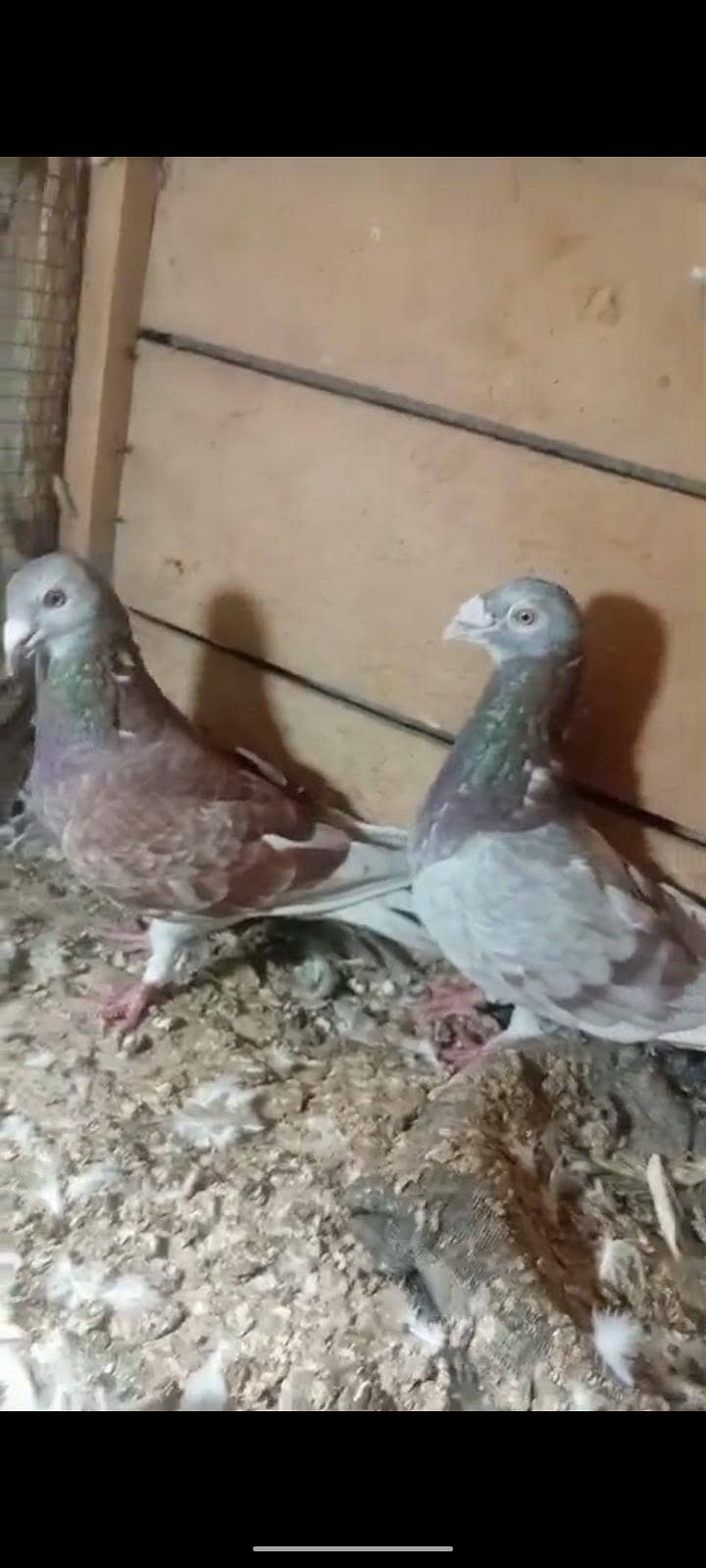 active pigeon 8