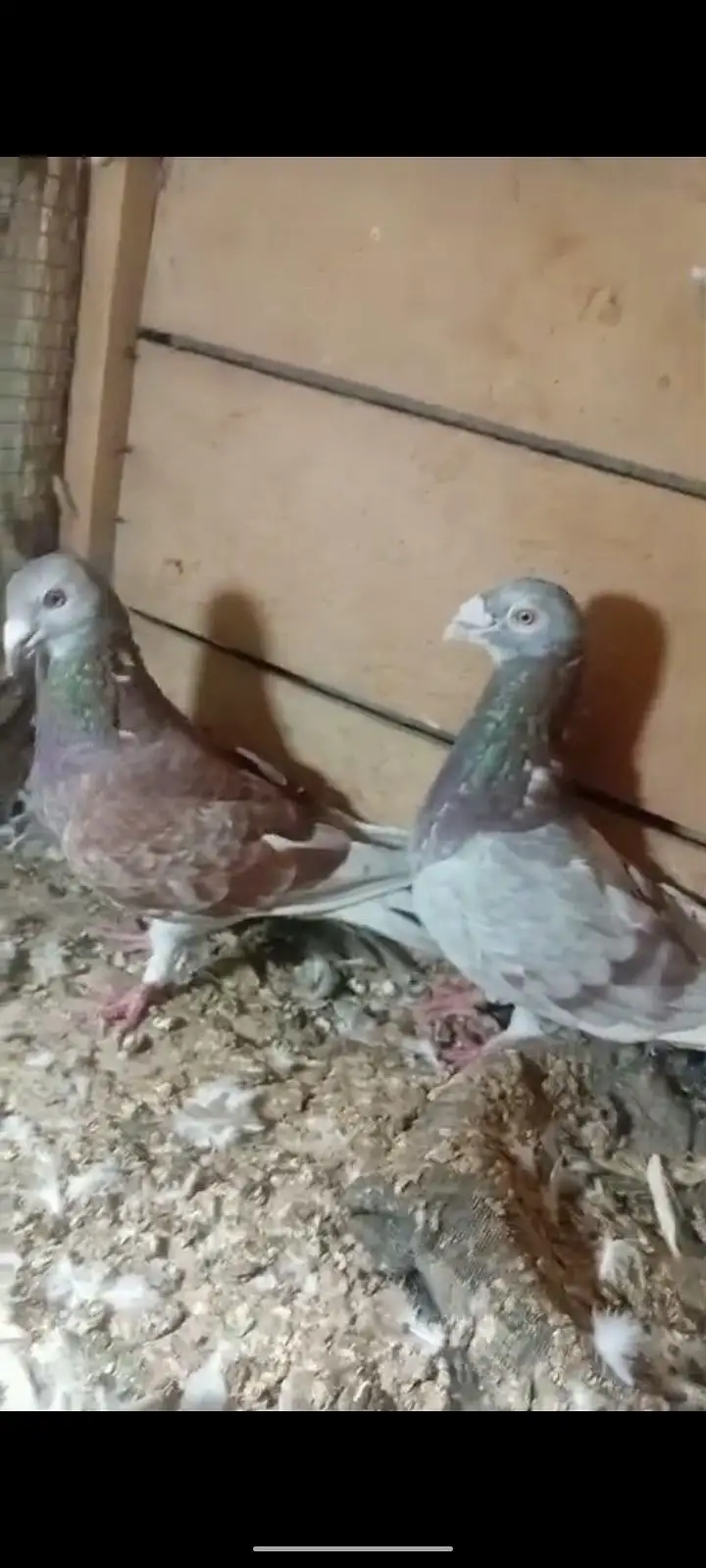 active pigeon — photo 9