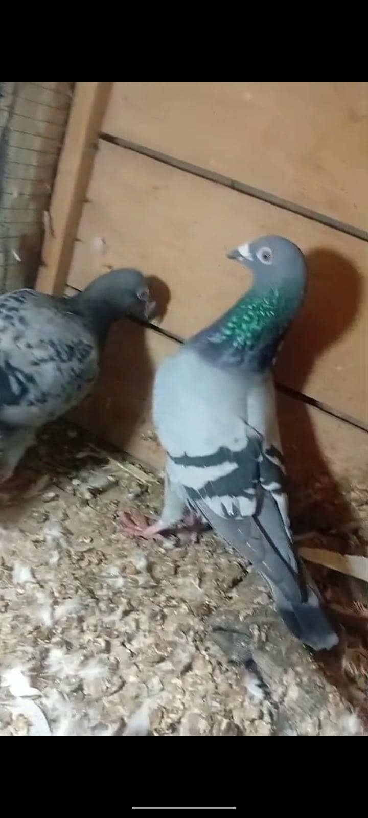 active pigeon 9