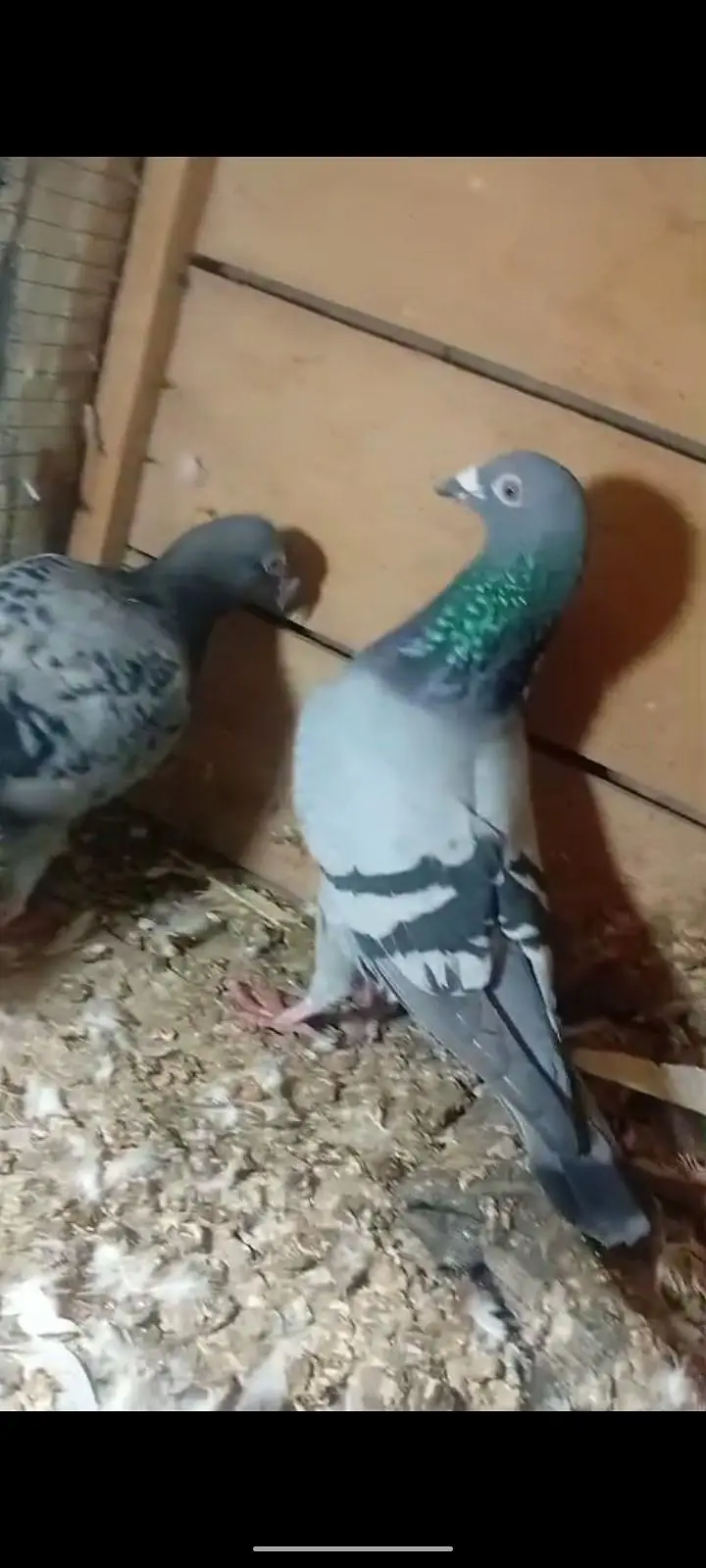 active pigeon — photo 10