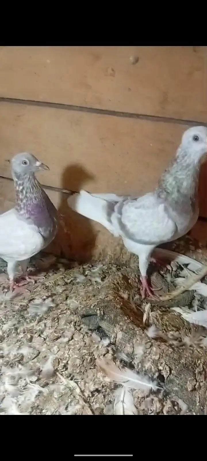 active pigeon — photo 11