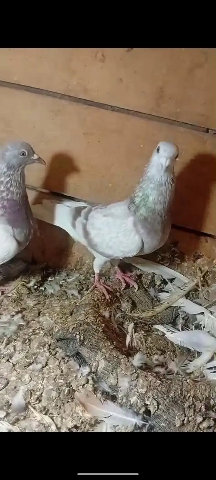 active pigeon — photo 12
